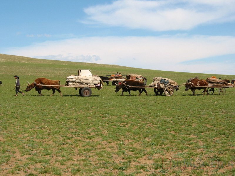 Бэлчээр бол Монгол орны алтан сан хөмрөг мөн