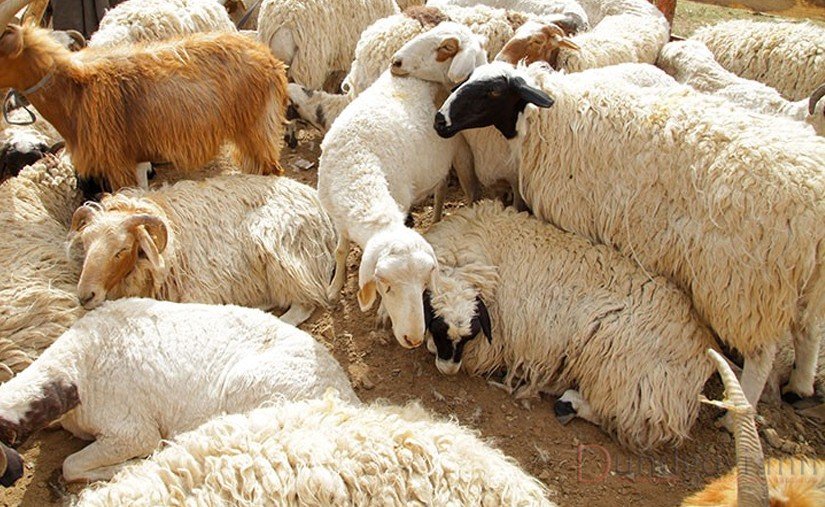 Дэрэн, Эрдэнэдалай суманд хонины цэцэг өвчин илэрчээ