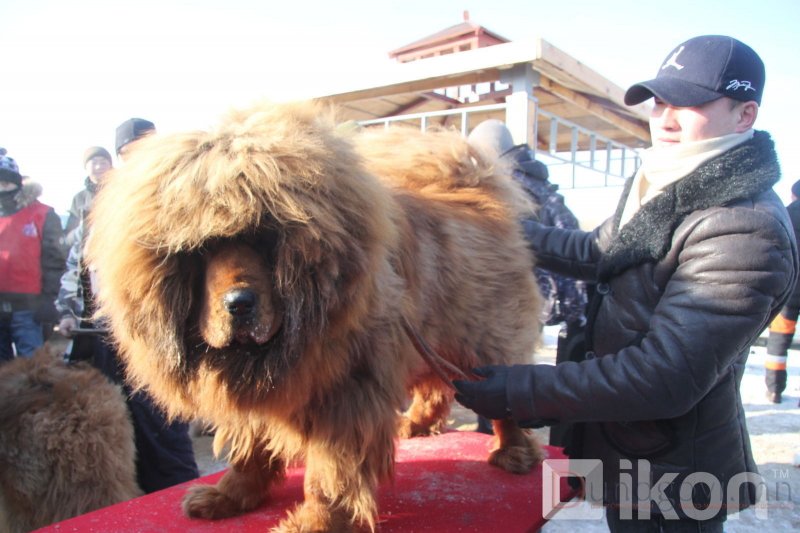Монголд байгаа хамгийн үнэтэй Төвөд нохойг танилцууллаа