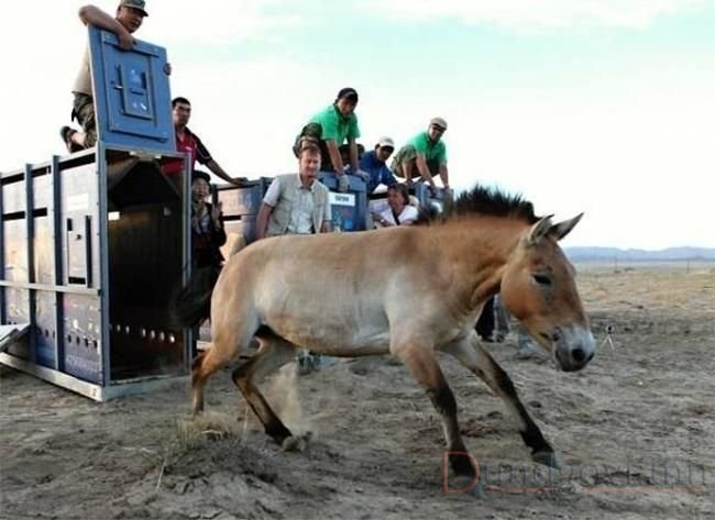 Прагийн амьтны хүрээлэнгээс дөрвөн тахь Монголд нутагшуулжээ
