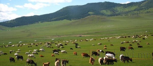 Монгол орны нийт нутгийн бэлчээрийн даац