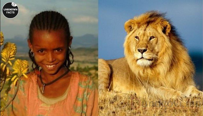 Долоон эрд хулгайлагдсан 12 настай Этиоп охиныг арслангууд аварчээ